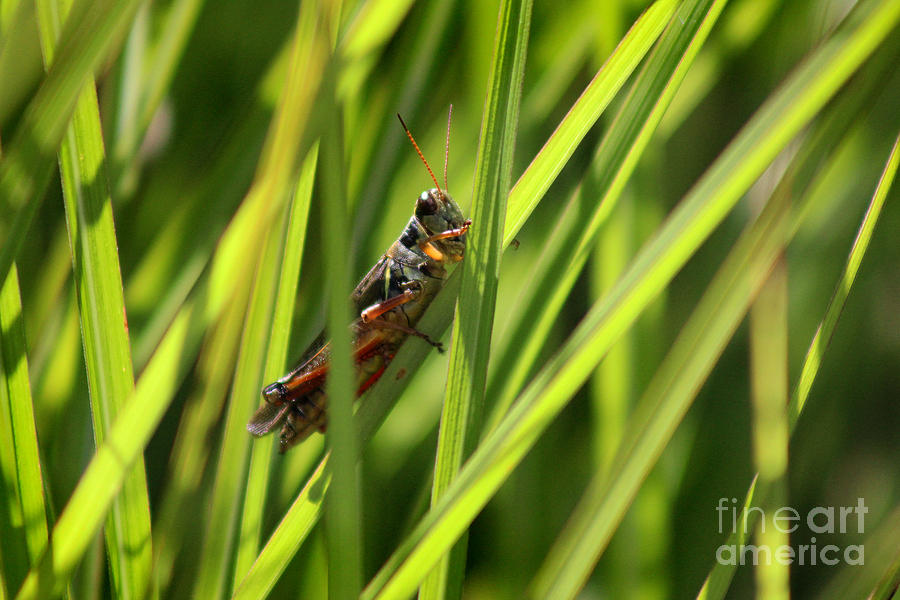 Grasshopper in Grass Photograph by Karen Adams