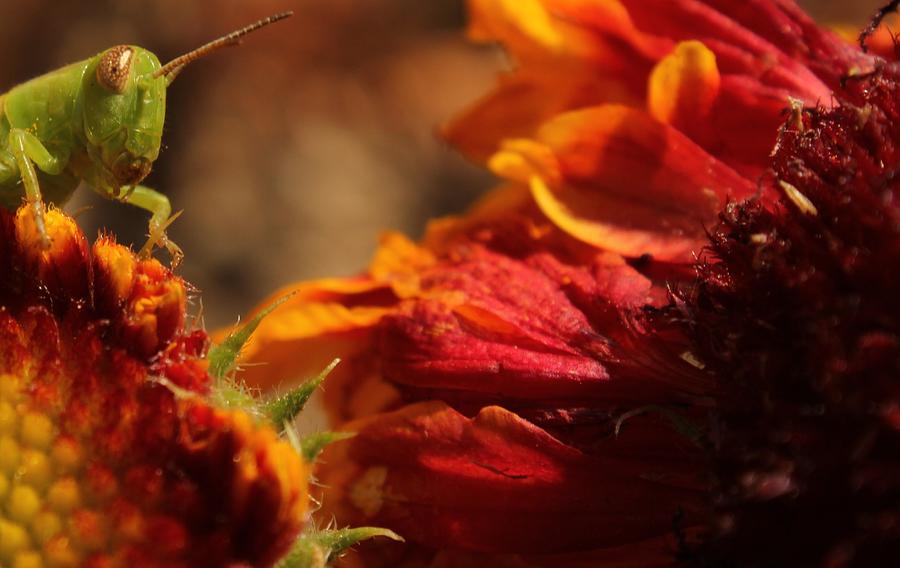 Grasshopper in the Marigolds Photograph by Joel Loftus