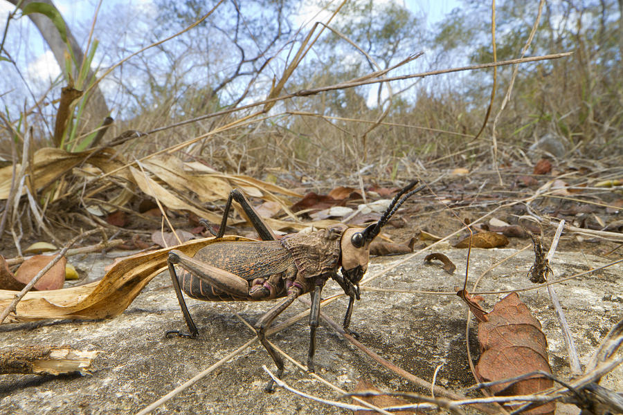 Grasshopper In Woodland Gorongosa Photograph by Piotr Naskrecki