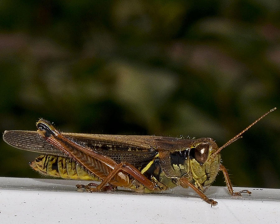 Grasshopper Photograph by Jacki Marino - Fine Art America