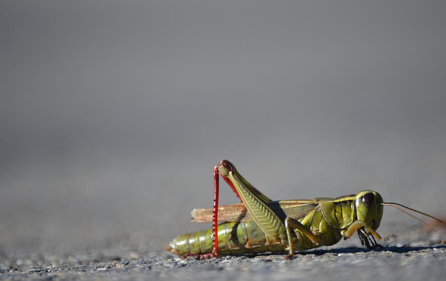 Grasshopper Photograph by James Petersen