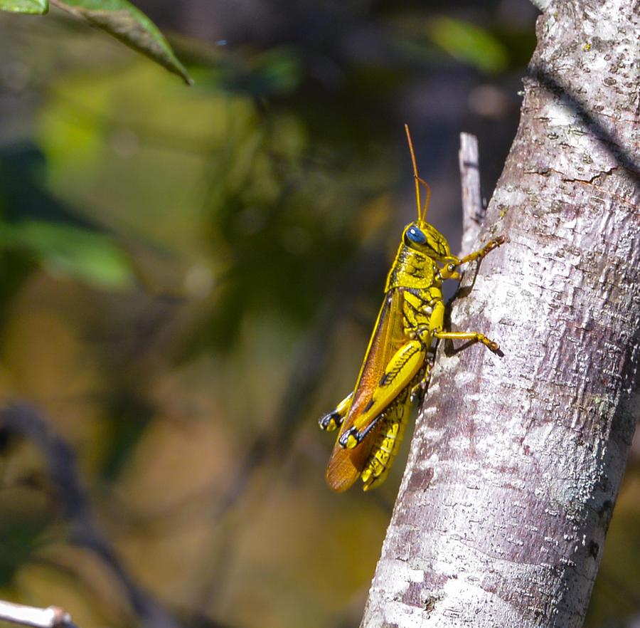 Grasshopper Photograph by John Johnson