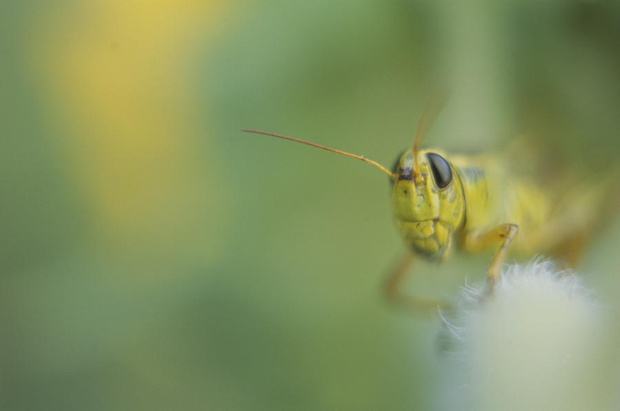 Grasshopper Photograph by Joseph Devenney