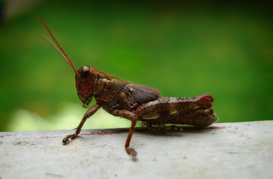 Grasshopper Photograph by Kara  Stewart