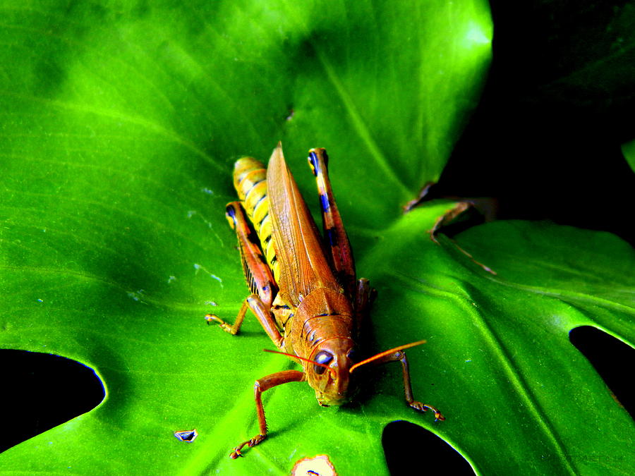Grasshopper Photograph by Kathy Barney