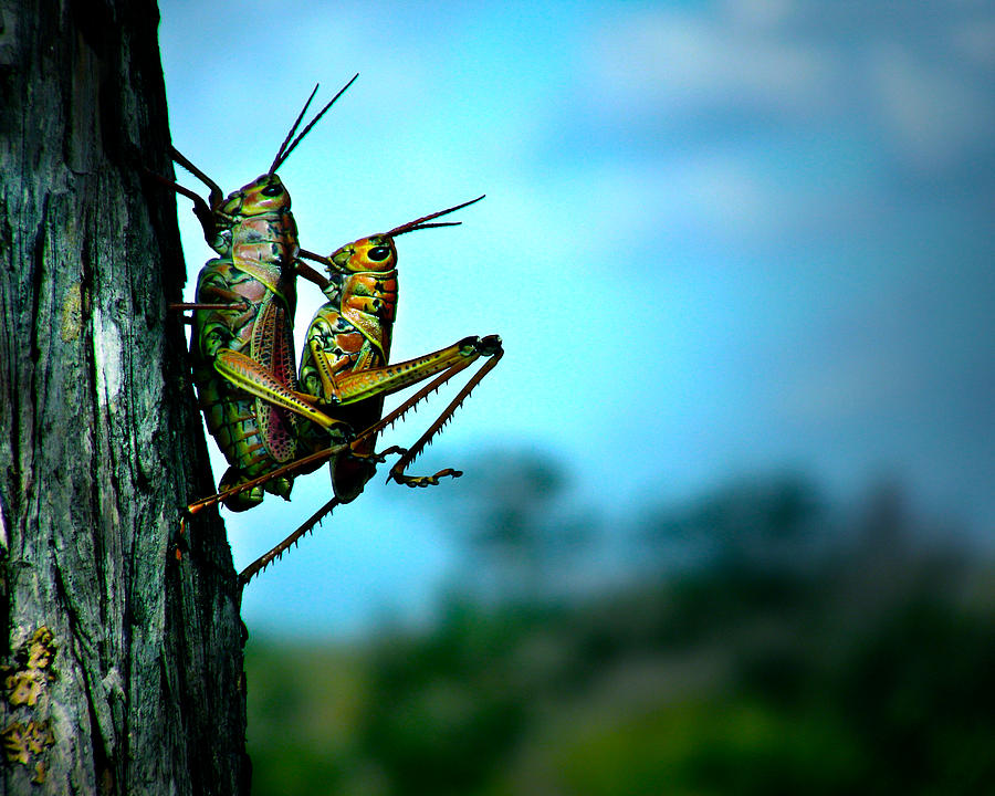 Grasshopper Love Photograph by Mark Andrew Thomas