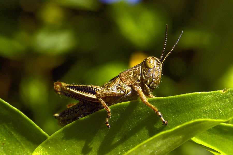 Grasshopper Macro Photograph by Bonfire Photography
