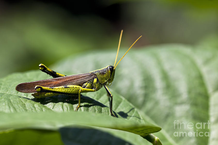 Grasshopper Photograph - Grasshopper Macro on Leaf by Brandon Alms