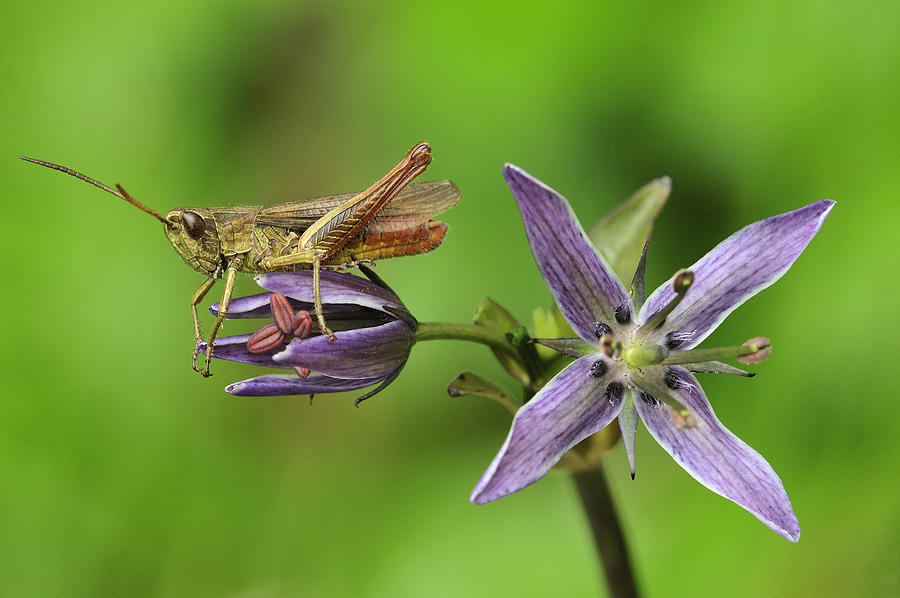 Grasshopper Male Switzerland Photograph by Thomas Marent