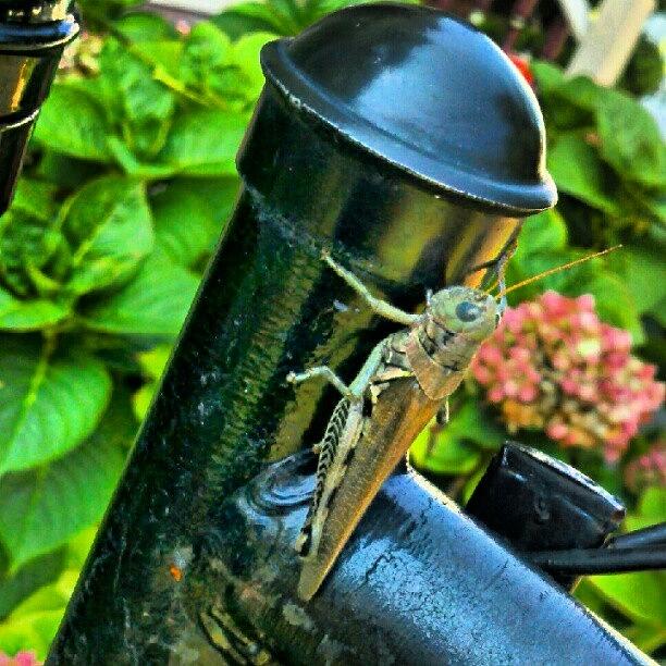 Grasshopper Photograph - #grasshopper. #nature
Grasshopper by Glenn Duda