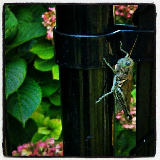 Grasshopper Photograph - #grasshopper #nature
visitor At The by Glenn Duda