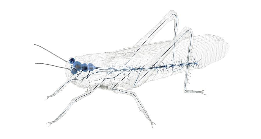 Grasshopper Nervous System Photograph by Peter Matulavich