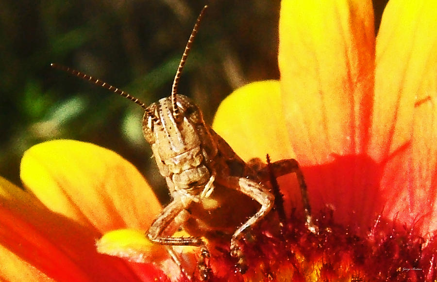 Flower Photograph - Grasshopper on a flower 03 by George Bostian