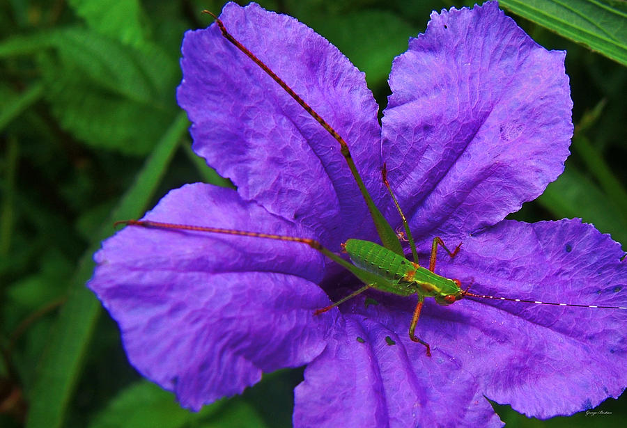 Grasshopper Photograph - Grasshopper On A Flower 04 by George Bostian