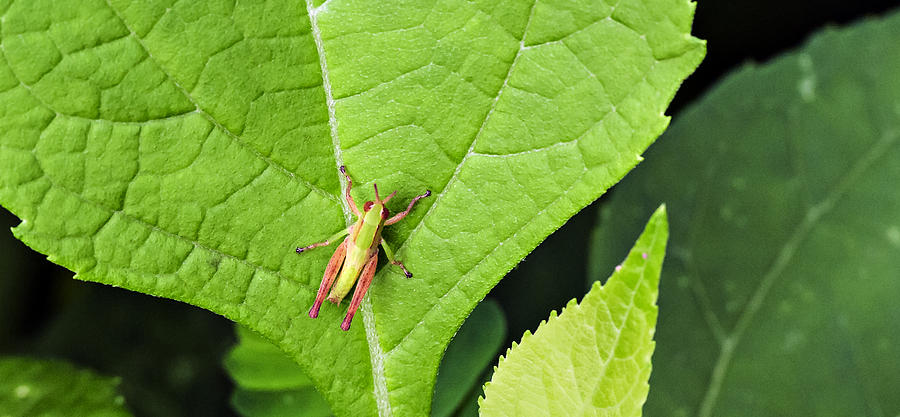 Grasshopper on a Leaf Photograph by Michael Whitaker