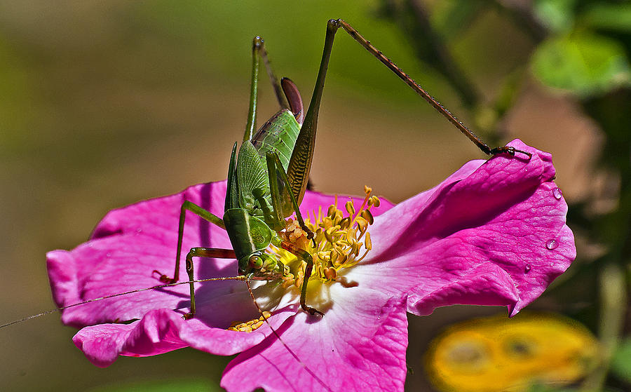 Grasshopper On A Rsoe Bloom Photograph by Michael Whitaker