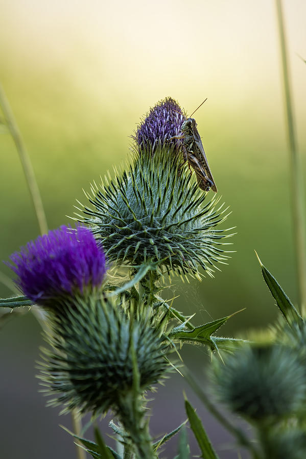Grasshopper on a Thistle Photograph by Belinda Greb