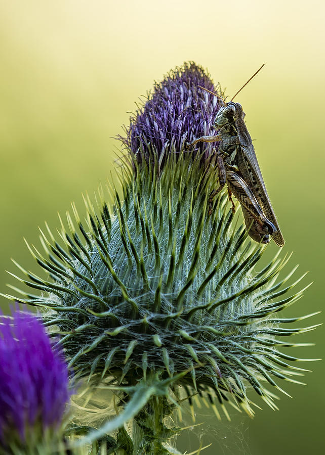 Grasshopper on a Thistle cropped Photograph by Belinda Greb