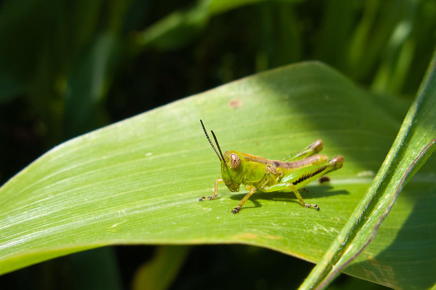 Grasshopper on Corn Leaf   Photograph by Lars Lentz