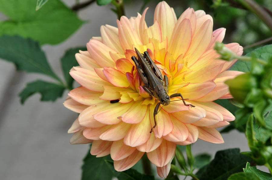 Grasshopper on Dahlia Photograph by Diane Lent