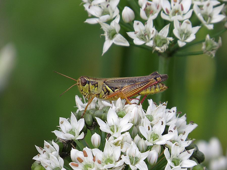 Grasshopper on Garlic Chives Photograph by MTBobbins Photography