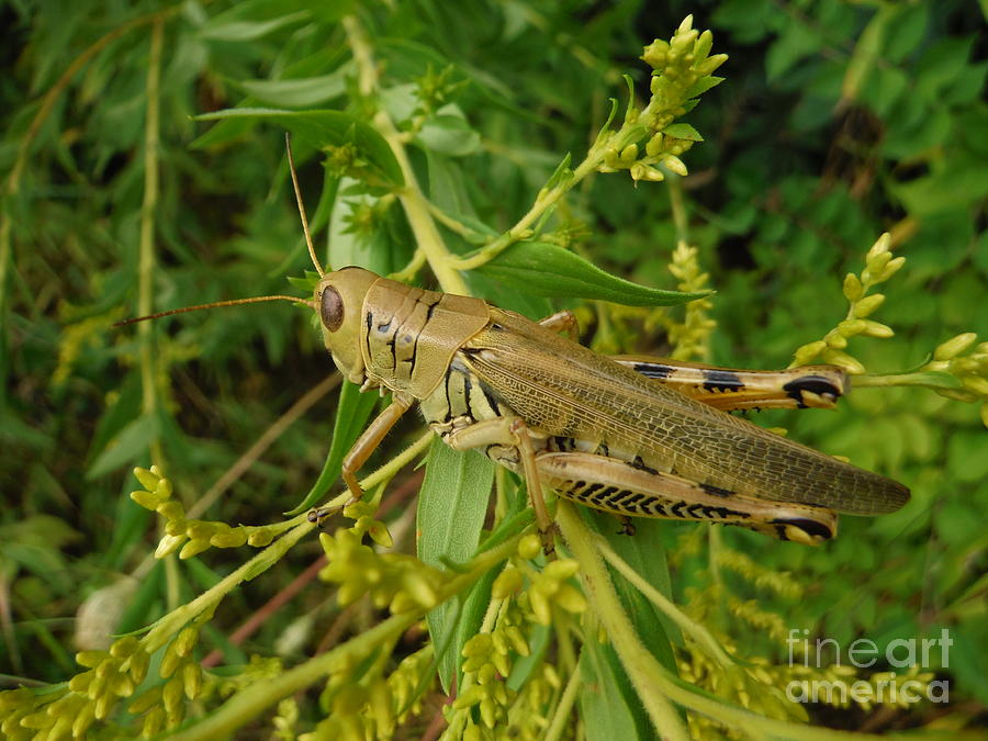 Grasshopper on Goldenrod Photograph by Paddy Shaffer