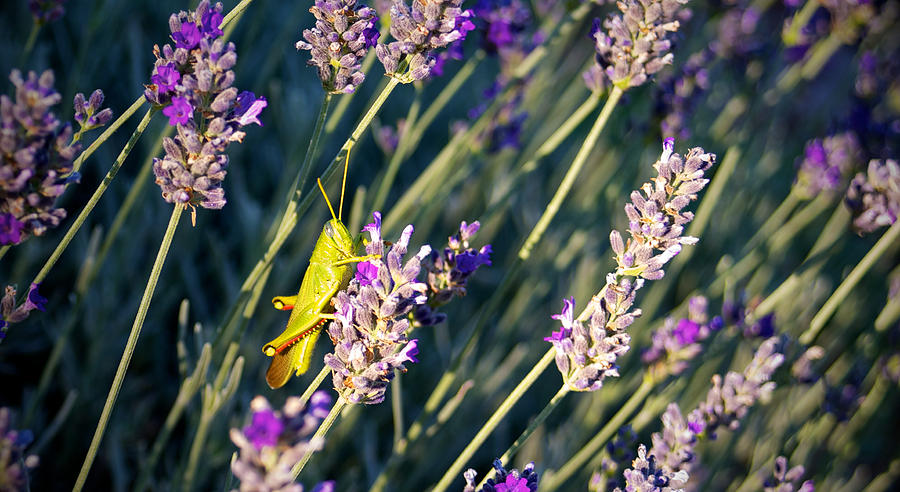 Grasshopper on Lavender Photograph by Mary Lee Dereske