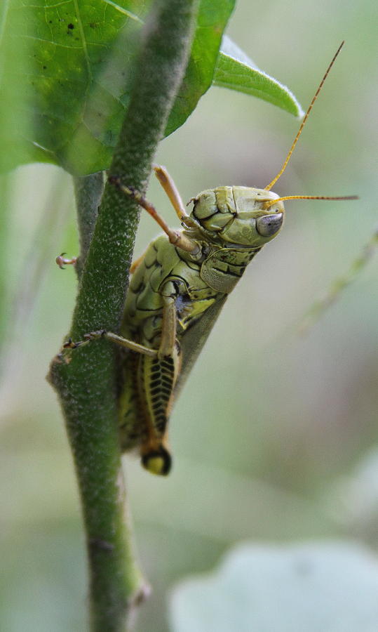 Grasshopper Photograph - Grasshopper on Vine 2 by Cathy Lindsey