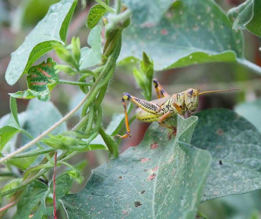Grasshopper Photograph - Grasshopper on Vine by Cathy Lindsey