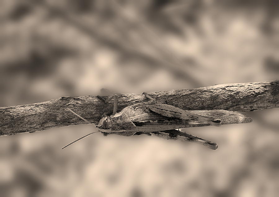 Nature Photograph - Grasshopper Or Somebody Else by Viktor Savchenko