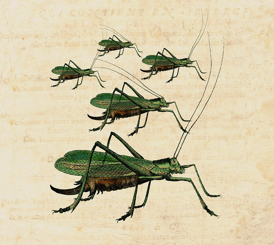 Grasshopper Digital Art - Grasshopper Parade by Antique Images  