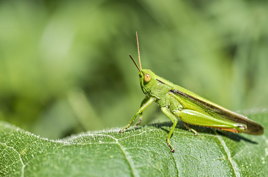 Grasshopper Photograph by Paulo Goncalves