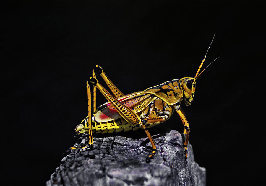 Grasshopper Portrait. Blue Cypress Lake Photograph by Chris  Kusik