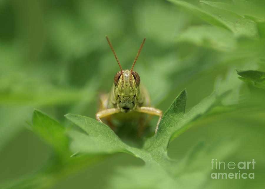 Grasshopper Portrait Photograph by Olga Hamilton