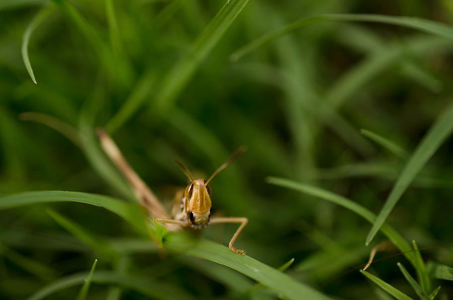 Grasshopper Photograph - Grasshopper by Sarah Begbie