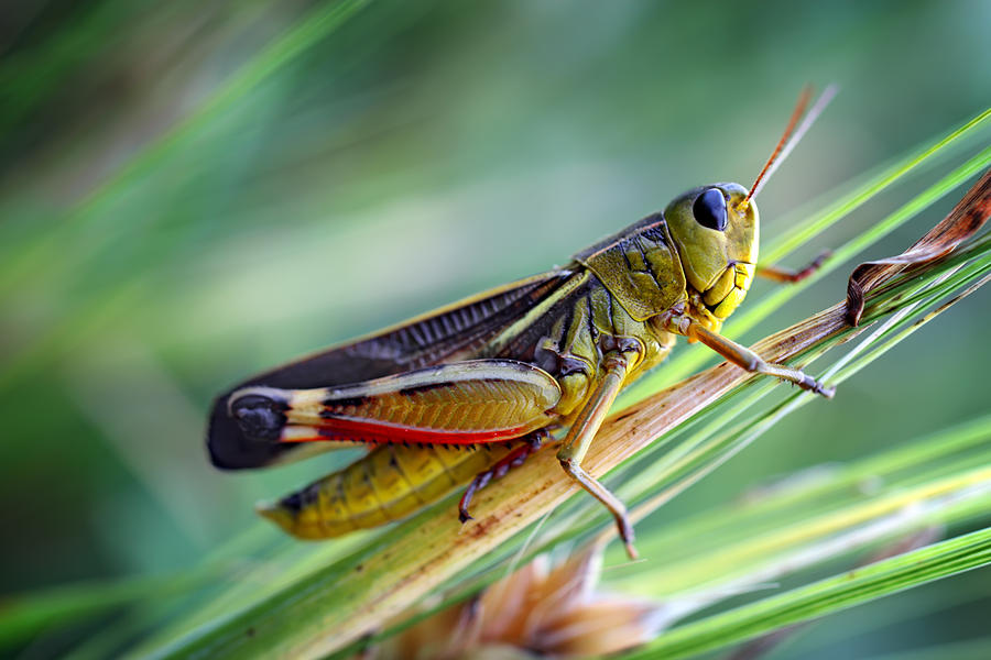 Grasshopper Photograph by Savushkin