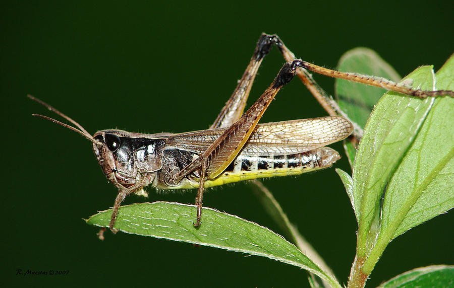 Grasshopper Son Photograph by Robert Maestas - Fine Art America