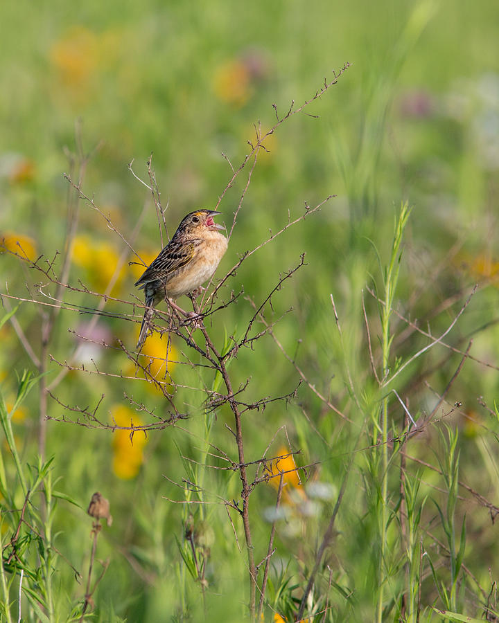 Grasshopper Sparrow Photograph by Dale Kincaid