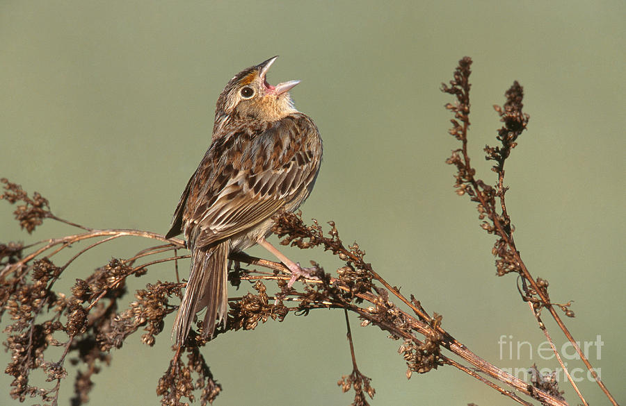 Grasshopper Sparrow Photograph by Jim Zipp
