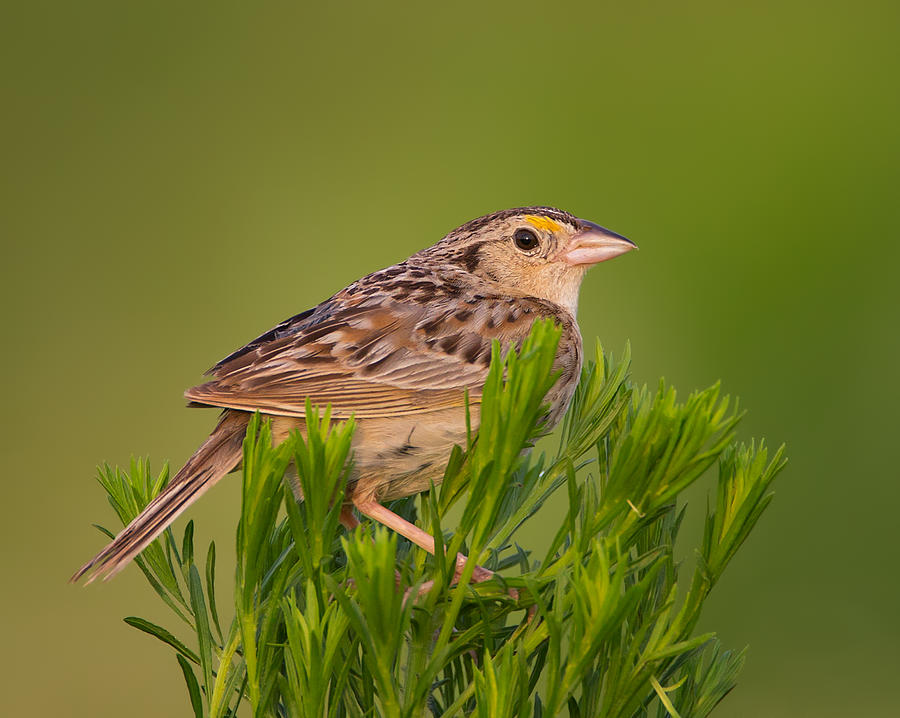 Grasshopper Sparrow Photograph by Martin Belan