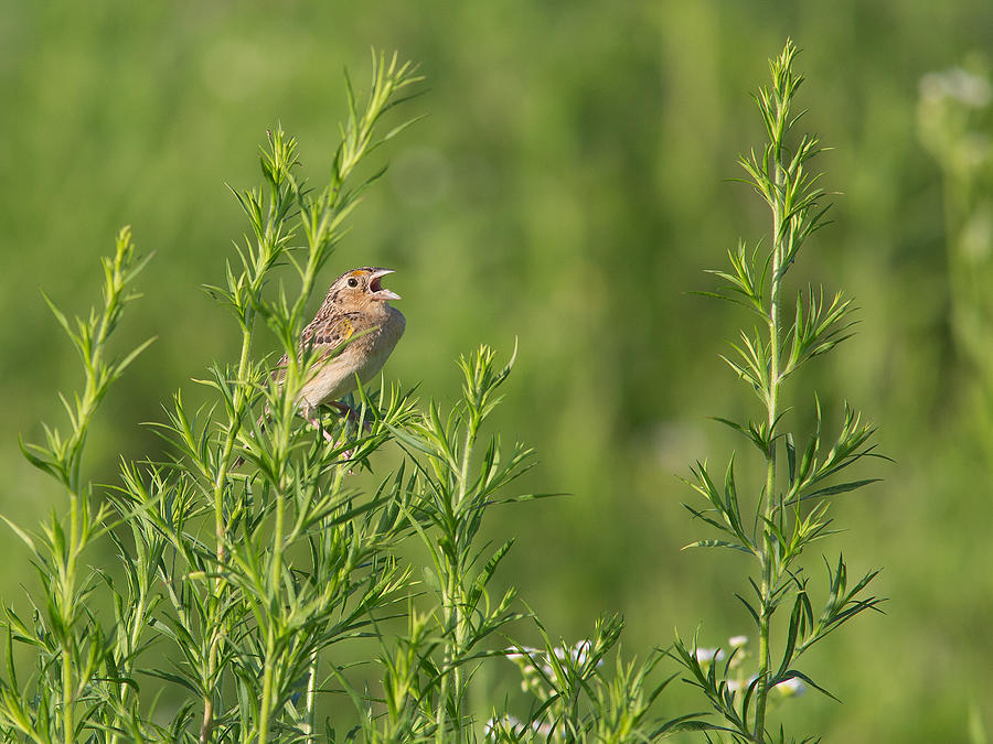 Grasshopper Sparrow Singing Photograph by Dale Kincaid