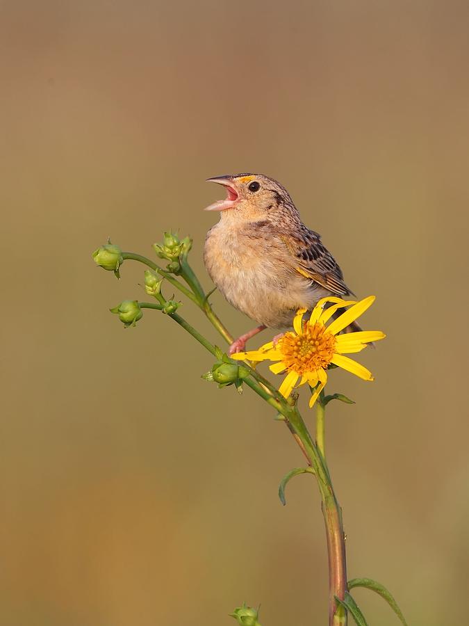 Grasshopper Sparrow Singing Photograph by Daniel Behm