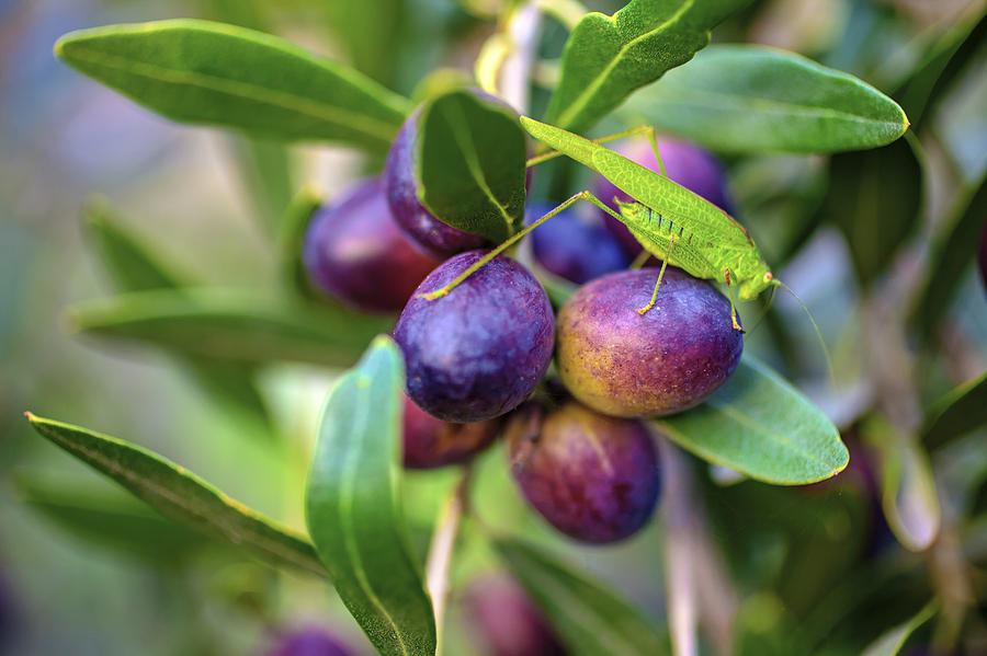 Grasshopper Taking Over Olives Photograph by Martin Joyful - Fine Art ...