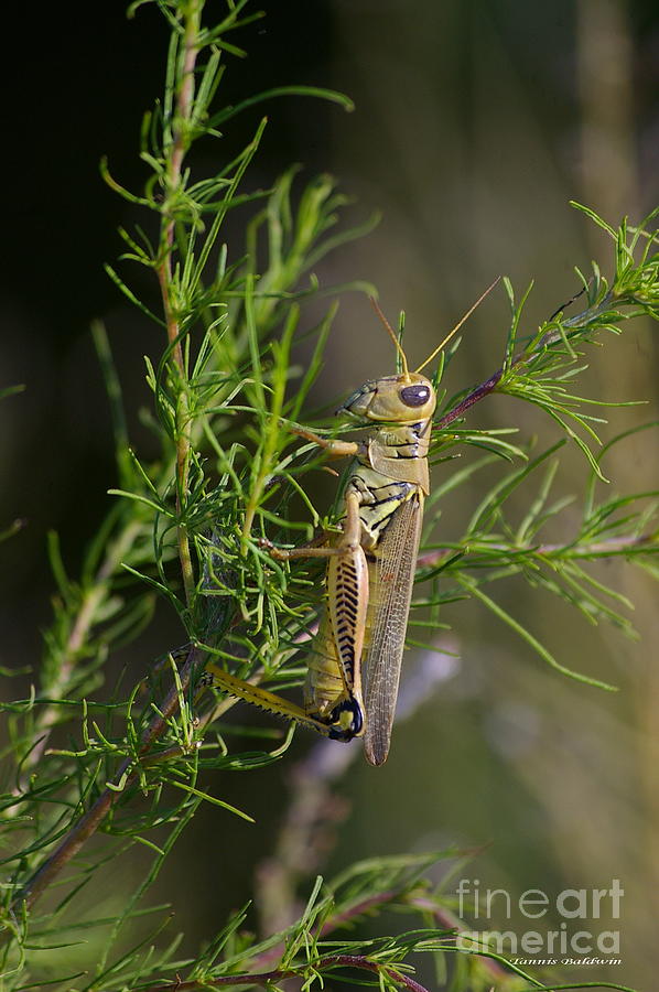 Grasshopper Photograph by Tannis  Baldwin
