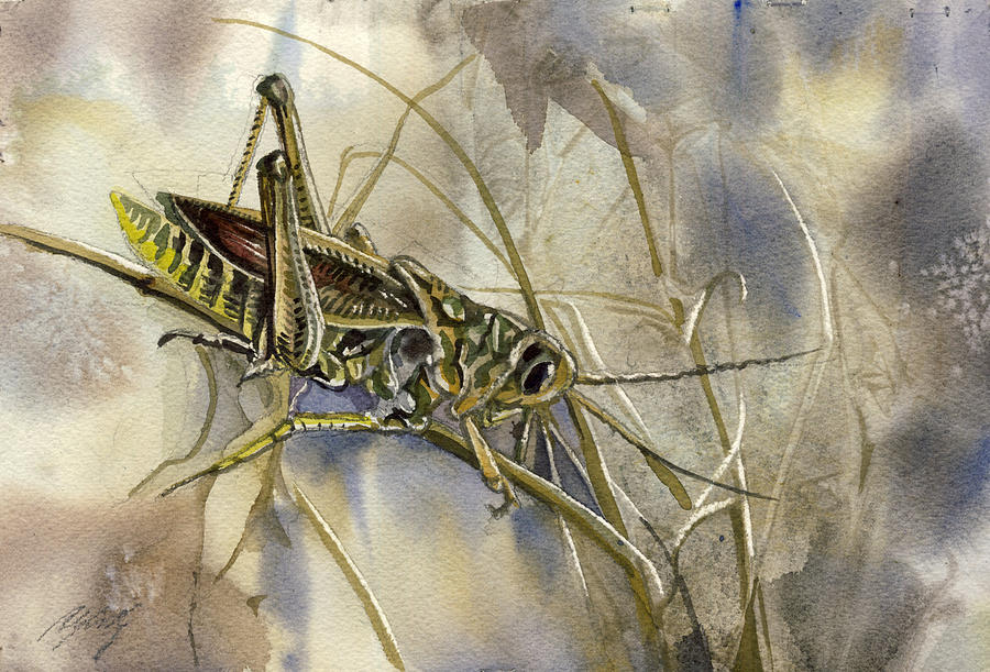 Grasshopper Watercolor Painting by Alfred Ng