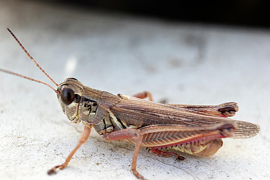 Grasshopper Photograph by Wayne Toutaint