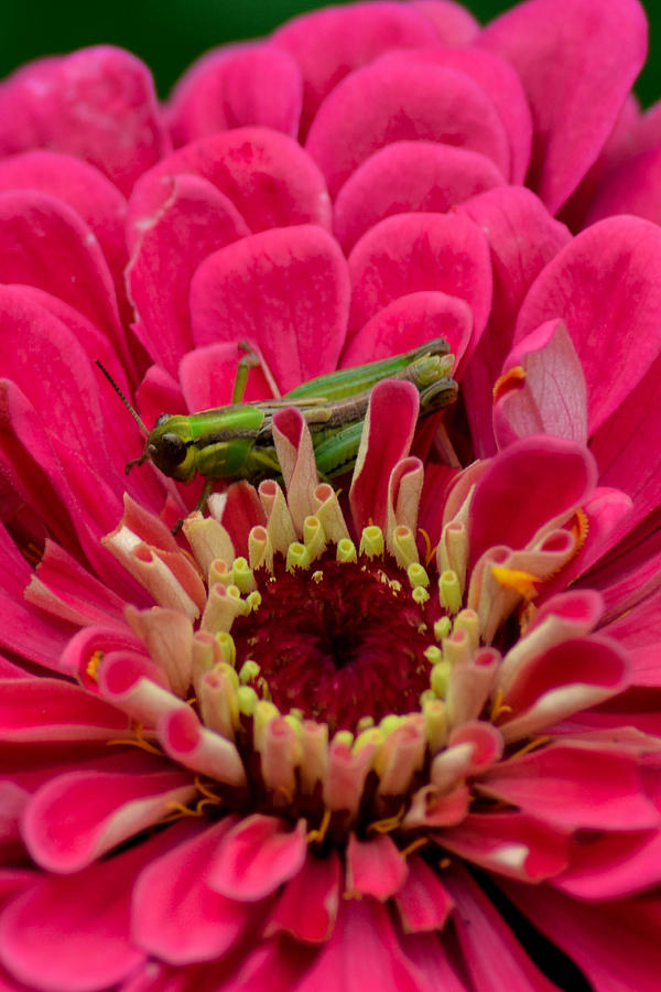 Grasshopper Photograph - Grasshopper by William Stephen