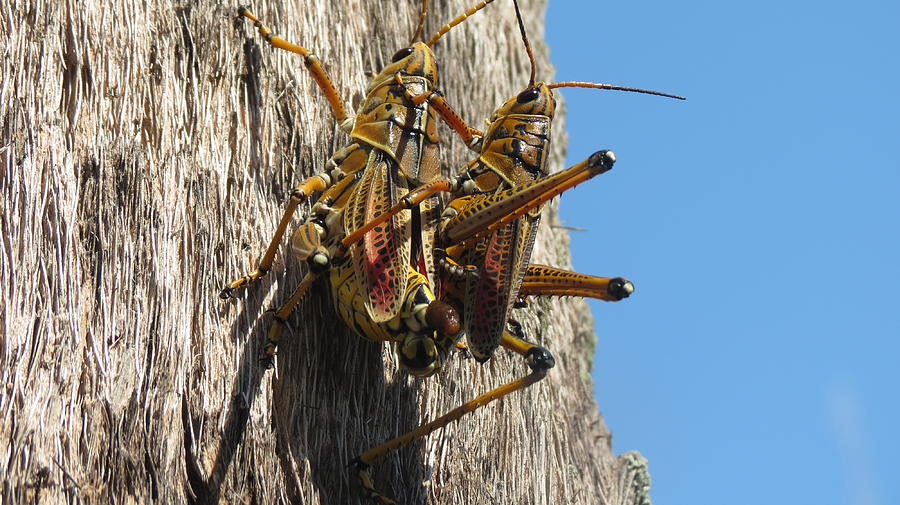Grasshoppers Photograph by Fortunate Findings Shirley Dickerson