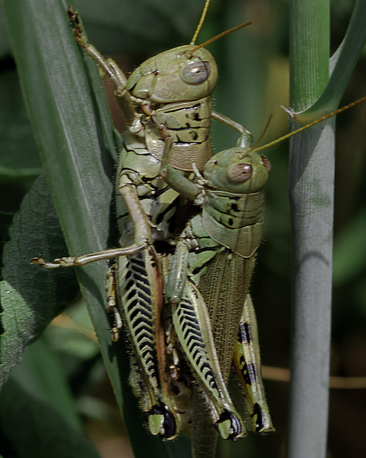 Grasshoppers in Love Photograph by Lowell Monke