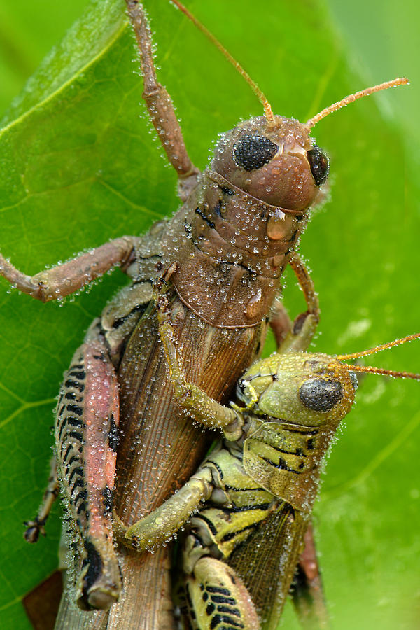 Grasshoppers Mating With Dew Photograph by Daniel Reed